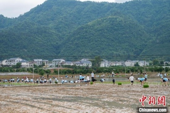 圖為5月21日，綏陽縣旺草中學(xué)學(xué)生在旺草萬畝大壩體驗(yàn)插秧。唐哲 攝