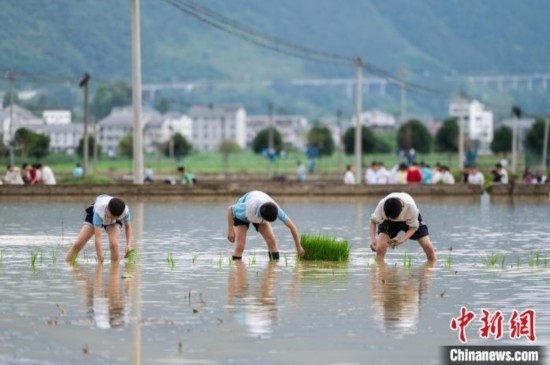 圖為5月21日，綏陽縣旺草中學(xué)學(xué)生在旺草萬畝大壩體驗(yàn)插秧。唐哲 攝