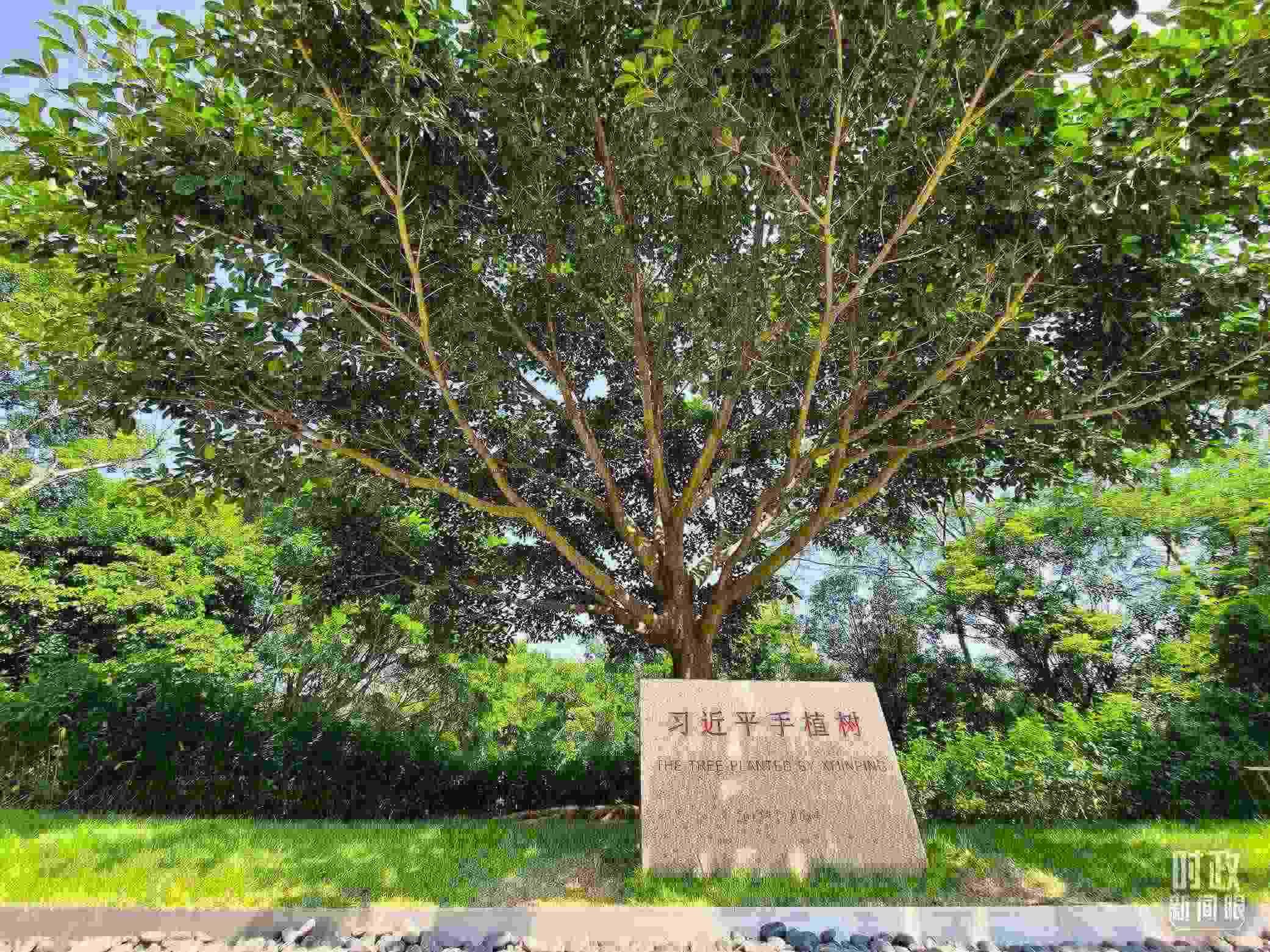 習(xí)近平2012年在深圳蓮花山公園種下的高山榕樹(shù)已枝繁葉茂。（總臺(tái)央視記者趙化拍攝）