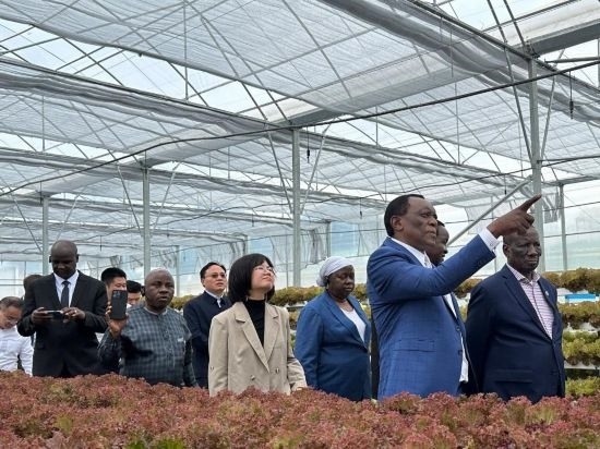 使節(jié)團(tuán)考察貴州省清鎮(zhèn)駱家橋蔬菜保供基地的無土栽培溫室。新華社記者 袁睿 攝