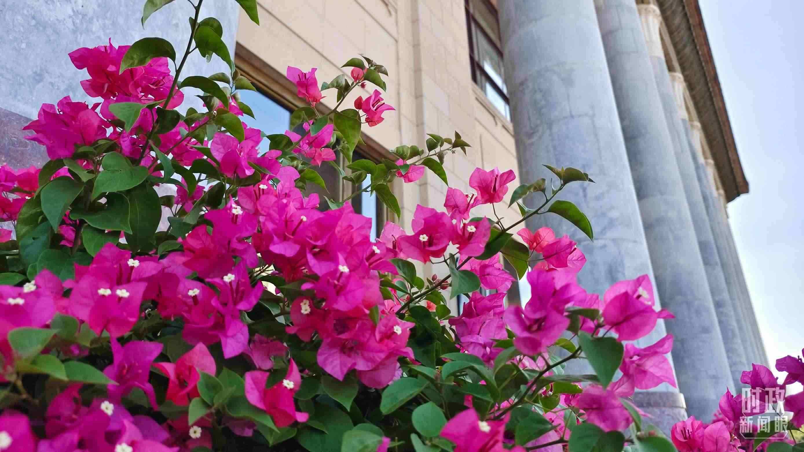 △人民大會堂外花團錦簇。（總臺央視記者韓銳拍攝）