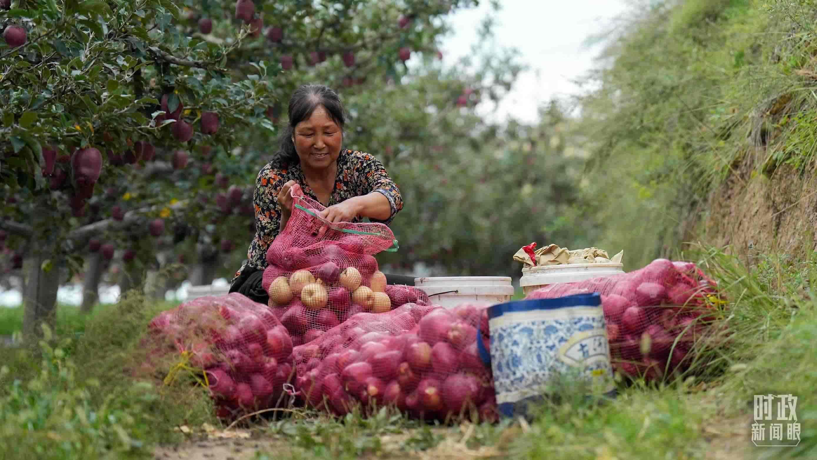 △南山花牛蘋果基地在2023年帶動(dòng)9000多戶村民實(shí)現(xiàn)增收。（總臺(tái)國廣記者李晉拍攝）