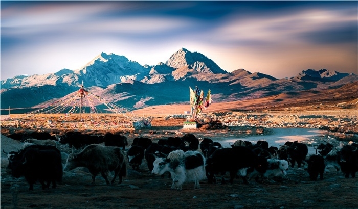 雅拉雪山上的牦牛群。蕭旺擺攝