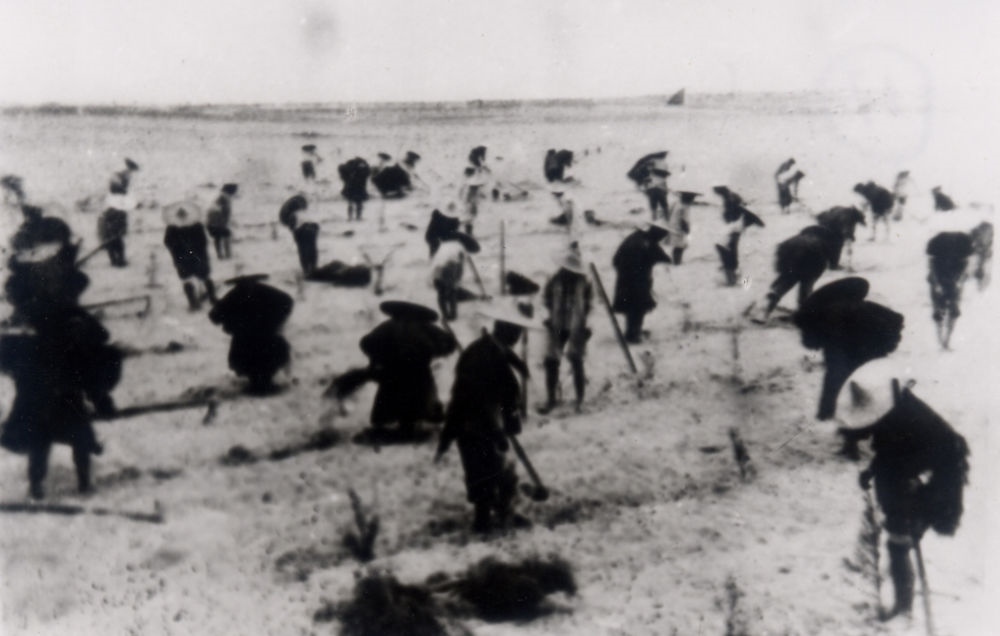 上世紀(jì)東山百姓在沙灘造林（資料照片）。