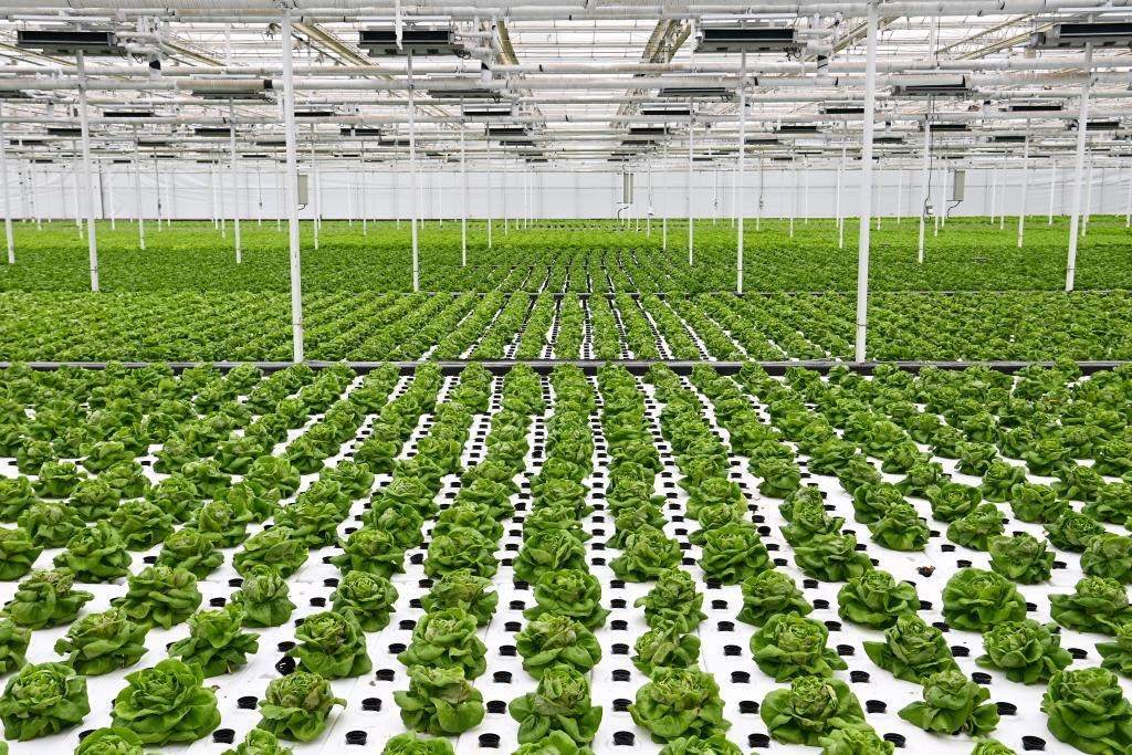 10月26日，楊凌智慧農(nóng)業(yè)示范園智慧溫室內(nèi)通過(guò)無(wú)土栽培技術(shù)種植的蔬菜。新華社記者 鄒競(jìng)一 攝