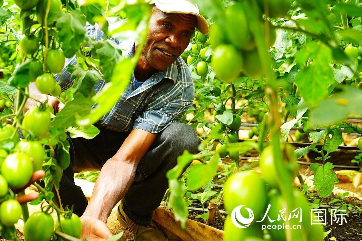 肯尼亞納庫魯郡，當(dāng)?shù)剞r(nóng)民喬納·卡蘭賈家的溫室大棚里，番茄長勢(shì)喜人。人民網(wǎng)記者 黃煒鑫攝