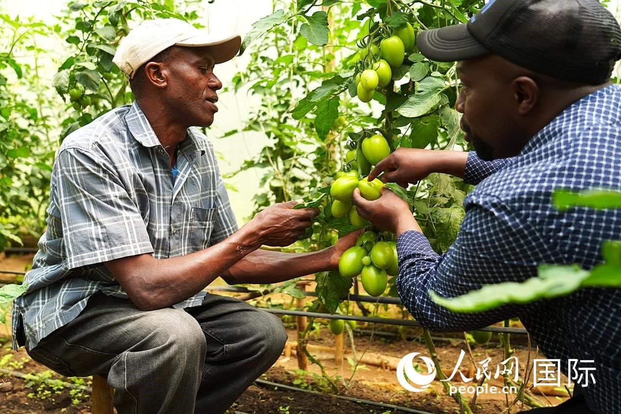 肯尼亞納庫魯郡，埃格頓大學(xué)園藝學(xué)專家史蒂芬·吉藤古在溫室大棚里指導(dǎo)當(dāng)?shù)剞r(nóng)民喬納·卡蘭賈種植番茄。人民網(wǎng)記者 黃煒鑫攝