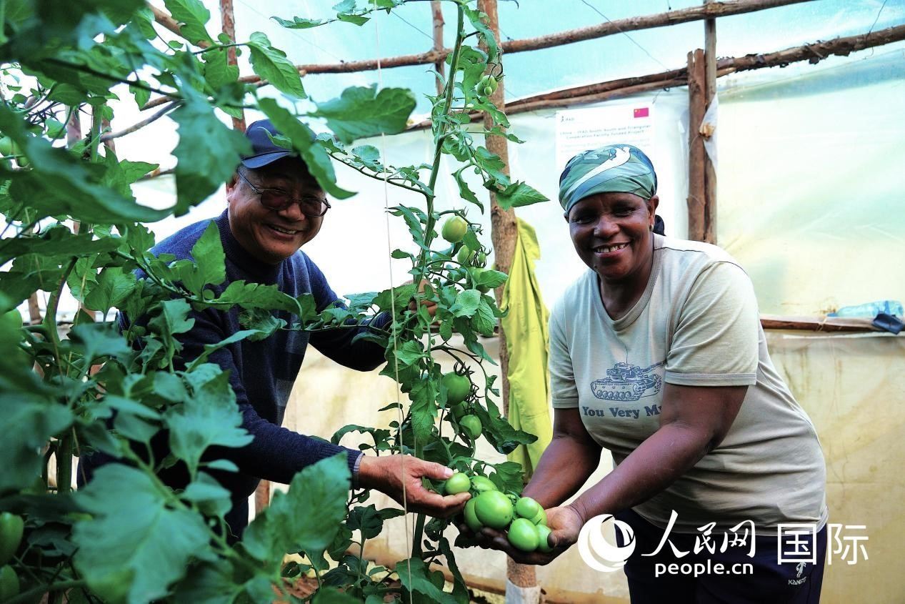 肯尼亞納庫魯郡，南京農(nóng)業(yè)大學(xué)援非專家劉高瓊和當(dāng)?shù)剞r(nóng)民瑪麗·姆旺吉在溫室大棚里查看番茄種植情況。人民網(wǎng)記者 黃煒鑫攝