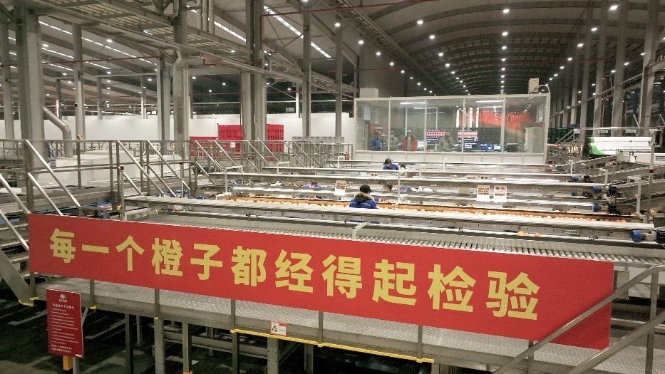 工人在智能生產(chǎn)線上對臍橙精深加工。人民網(wǎng)記者 張力洋攝