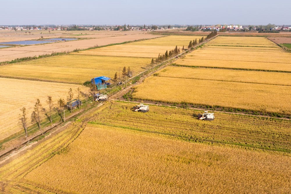 2024年11月1日，在湖南華容縣團洲垸，村民駕駛收割機收獲水稻（無人機照片）。新華社記者陳思汗 攝