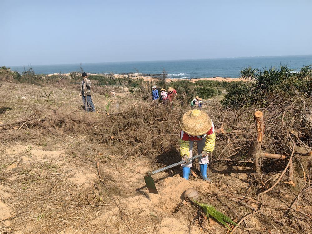 2025年1月19日，在海南文昌市，工人正在修復(fù)海岸防風(fēng)林。新華社記者吳茂輝 攝