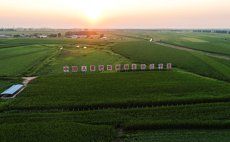 2020年7月23日拍攝的吉林省梨樹縣國家百萬畝綠色食品原料（玉米）標(biāo)準(zhǔn)化生產(chǎn)基地核心示范區(qū)（無人機照片）。新華社記者 許暢 攝
