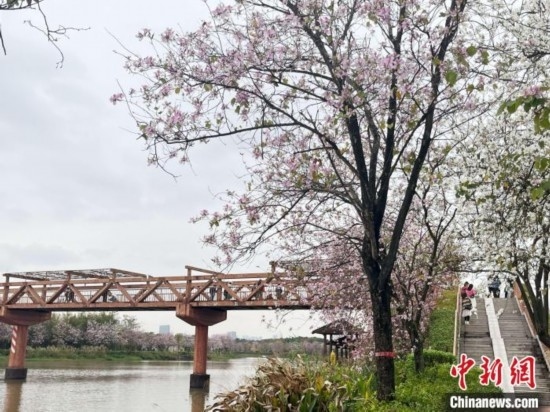 3月7日，廣州海珠國(guó)家濕地公園宮粉紫荊花海吸引游人。中新社記者 許青青 攝