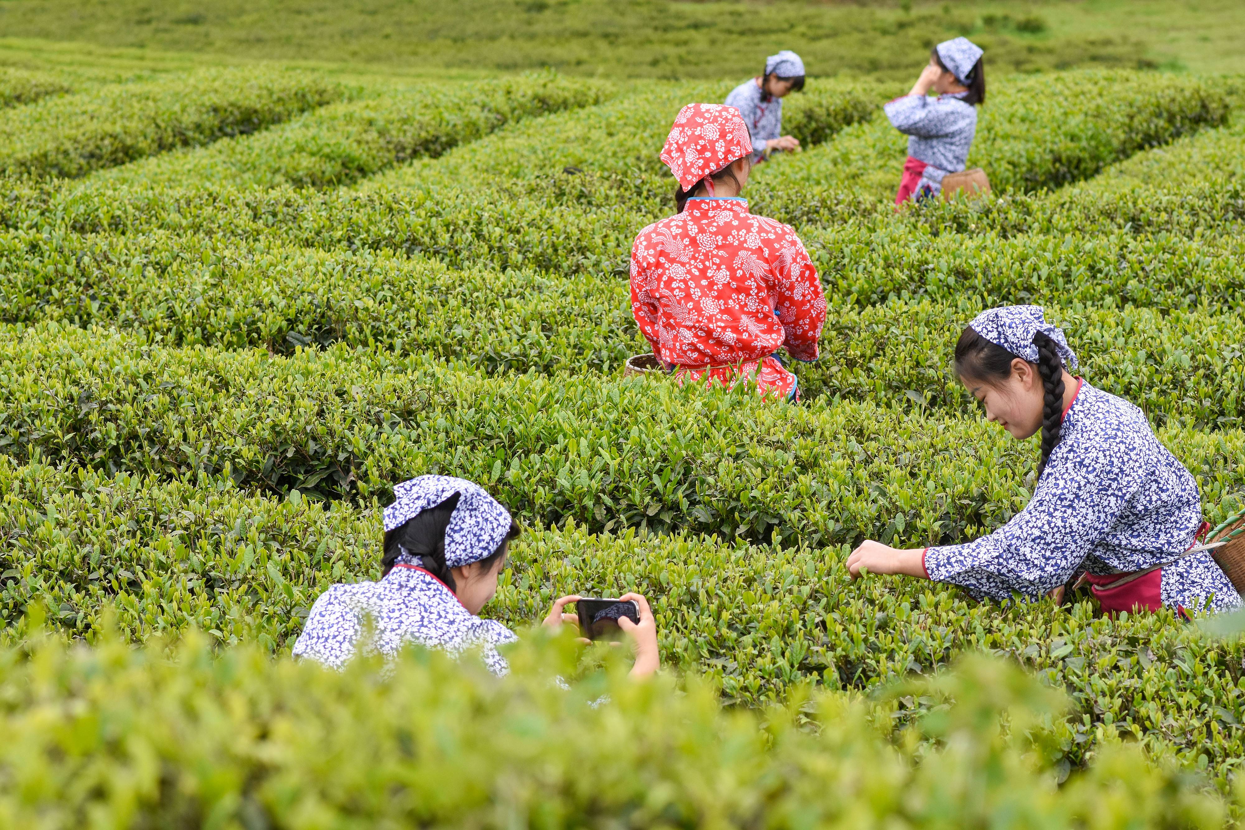2023年4月6日，游客在貴州省銅仁市江口縣怒溪鎮(zhèn)駱象村生態(tài)茶園體驗(yàn)采茶樂(lè)趣。