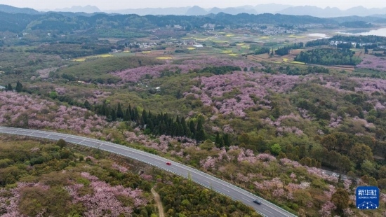 清鎮(zhèn)市紅楓湖鎮(zhèn)右二村旁的道路與花海相映（4月5日攝，無人機照片）。