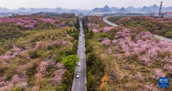 游客驅(qū)車前來清鎮(zhèn)市紅楓湖鎮(zhèn)右二村踏青游玩（4月5日攝，無人機照片）。