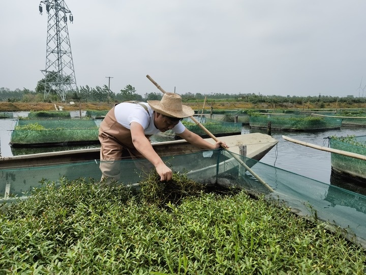 陳樹在湖北省仙桃市剅河鎮(zhèn)余腦村黃鱔繁育基地觀察黃鱔長勢(shì)。新華社記者宋立崑 攝